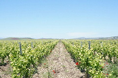 ヴィニエティ ザブのブドウ畑