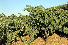 アルベレッロ仕立てのネグロアマーロの畑