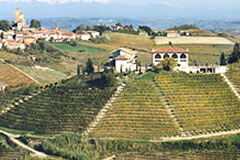 ブルーノジャコーザ畑