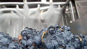 カデルボスコ社ブドウ洗浄システム「ベリースパ」