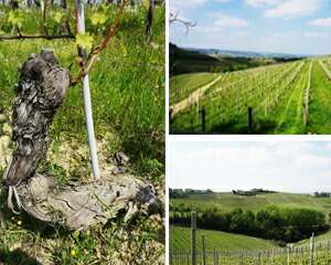 ヴァルグランデ畑