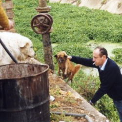 ディマーヨノランテと犬