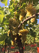 ロエロアルネイス