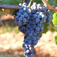 フラッパートブドウ