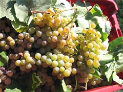 ルチアーノカペッリーニブドウ