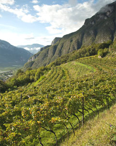 フェッラーリ畑