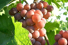 ピノグリージョ