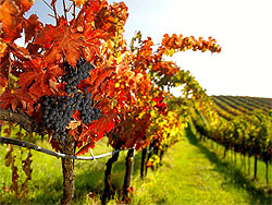 ロッジョデルフィラーレの畑