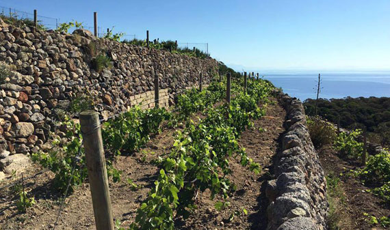 ポンツァ島の畑