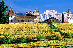 ナルスマルグライドシャルドネの畑