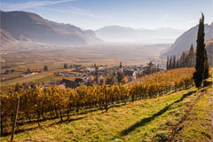 ナルスマルグライド社ピツォンの畑