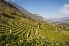 ナルスマルグライド社リラの畑