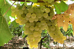 マルヴァジアディプンティナータ