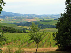 オルマイアの畑