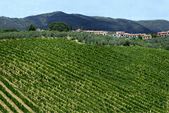 イルサッと「畑