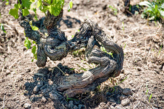 シグヌムエトナ プレフィロキセラのブドウ樹