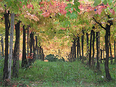 トッレデイベアーティの畑