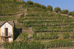 ミケーレキアルロカンヌビの畑