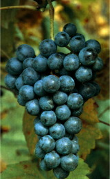 フォルジャリン