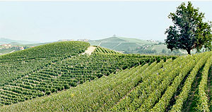 ブリックデルフィアスクの畑