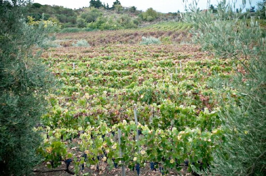 カヴァリエーレ