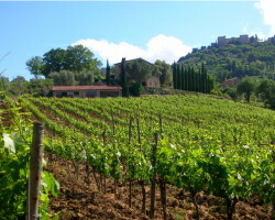 リアンジェリ畑