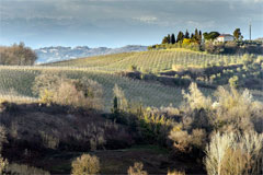 セッツァーナの畑