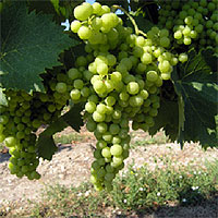 ポールジロー ユニブラン種