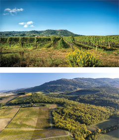 カナリッキオディソープラの2つのクリュ