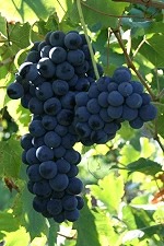 ランブルスコ　マエストリ