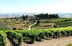 コンティコスタンティ畑