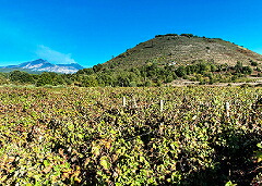 ニコシア モンテ ゴルナの畑