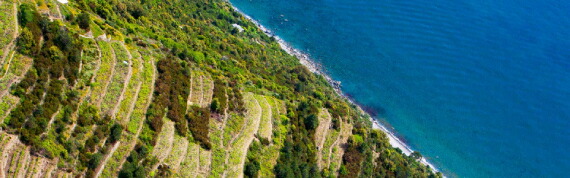 チンクエテッレの畑