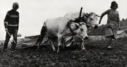 昔パイティンにいた牛