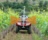 アニマヴィティス