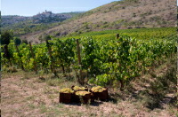 カペストラーノ畑