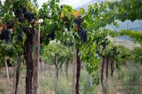 サン カリスト畑