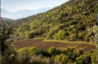 サンテウザニオ畑