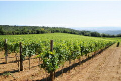 マルティノッツィの畑