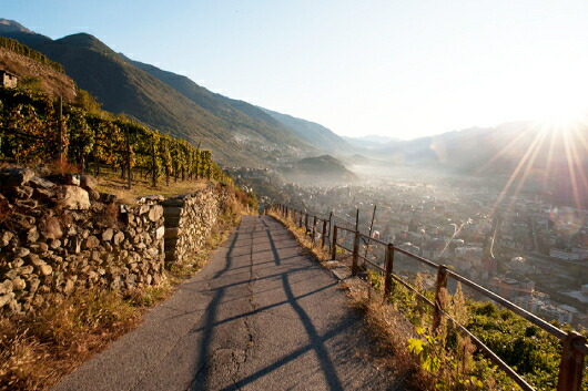 アールペペ サッセッラの畑