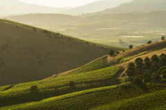 モンテピエトローゾの畑
