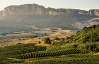 フィクッツァ農園