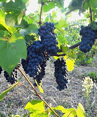 ソレンギガエターノの畑