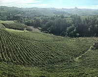 ロアーニャ ピラの畑