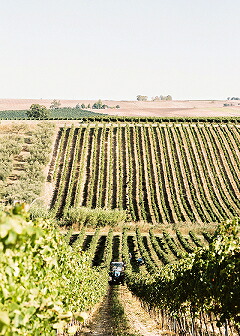 サッシウスの畑