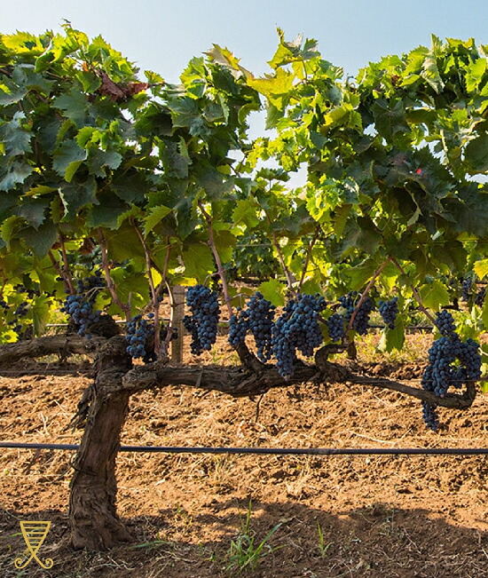 アヴリージの畑