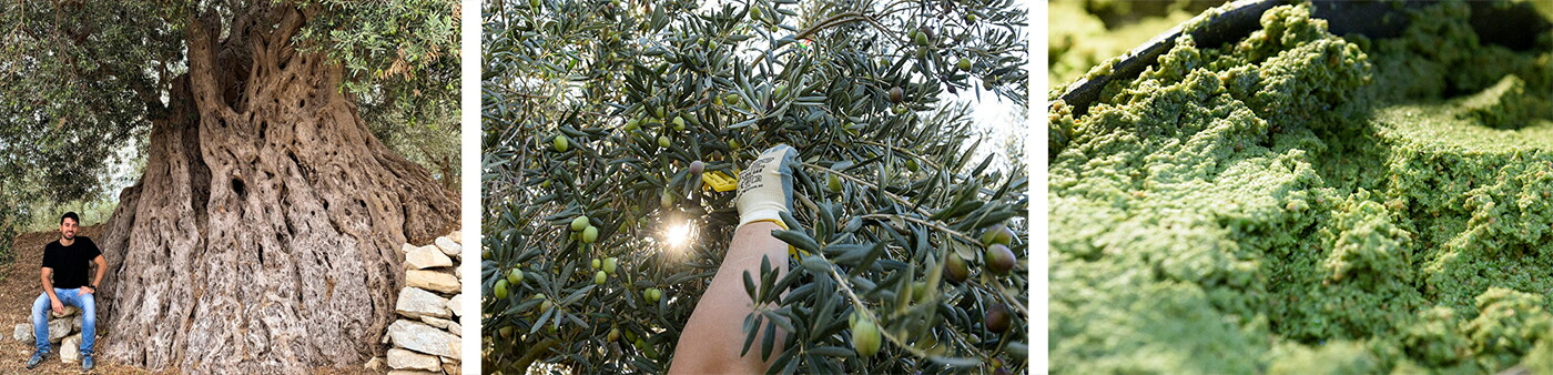 フラントイ クトレラ