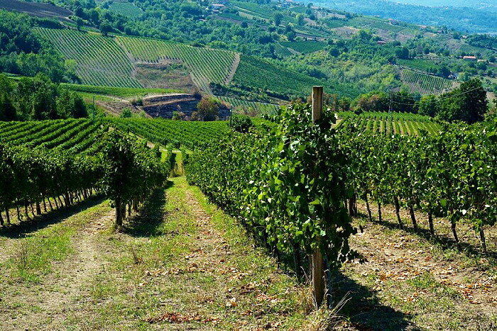 スティレマ グレコ