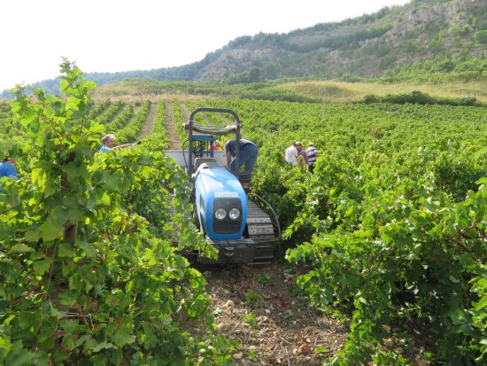 バーリョ クラトロ アリーニブドウ畑
