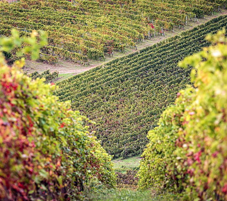 ピローヴァノ畑